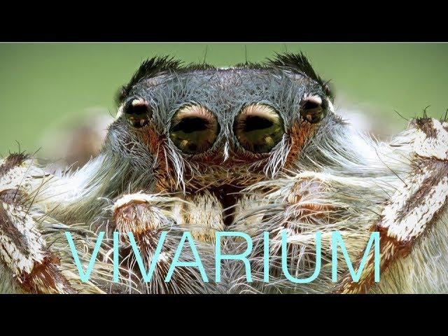 CRAB, TARANTULA, ANT/TERMITE-COLONIES IN FULL VIVARIUM TOUR