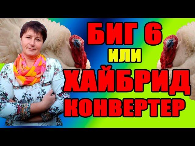 БИГ 6 или ХАЙБРИД КОНВЕРТЕР. Какой выбор лучше. Содержание индюков.