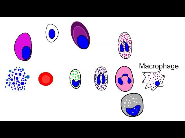 Blood cell production in the bone marrow| hematopoiesis animation.
