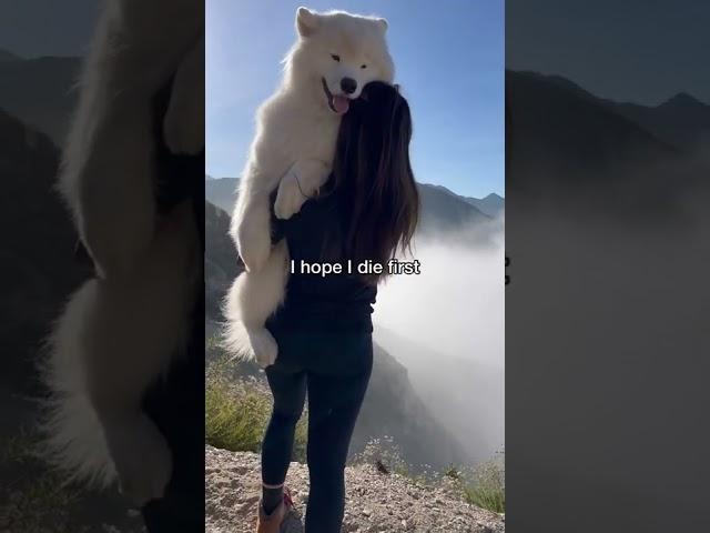 I'm not crying, you are #dog #samoyed #shorts