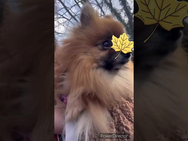 #josiane #spitz_dog #pomeranian #spitzlover #cute #pets #funnyvideo #pomeranianpuppy #mdr #maya