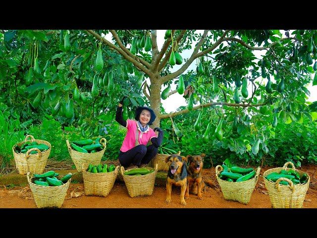 Harvest Long Avocados Goes To Market Sell, Pick Ripe Malabar Spinach Berries To Plant, Care For Dogs