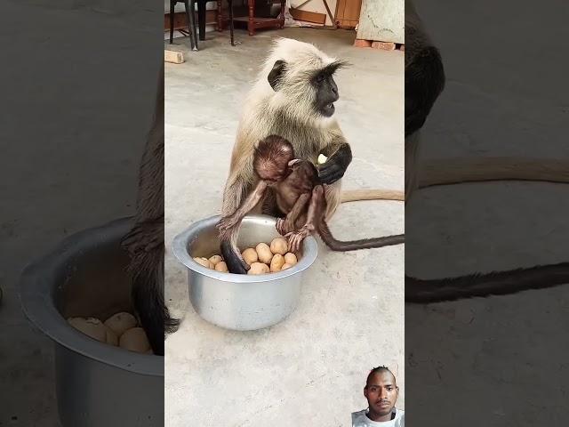 hanuman ji ke vaner sena #monkey