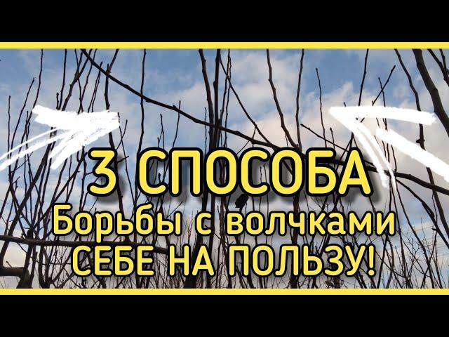 ВОЛЧКИ, ЖИРОВИКИ на дереве. Как бороться? УЗНАЙ 3 способа.