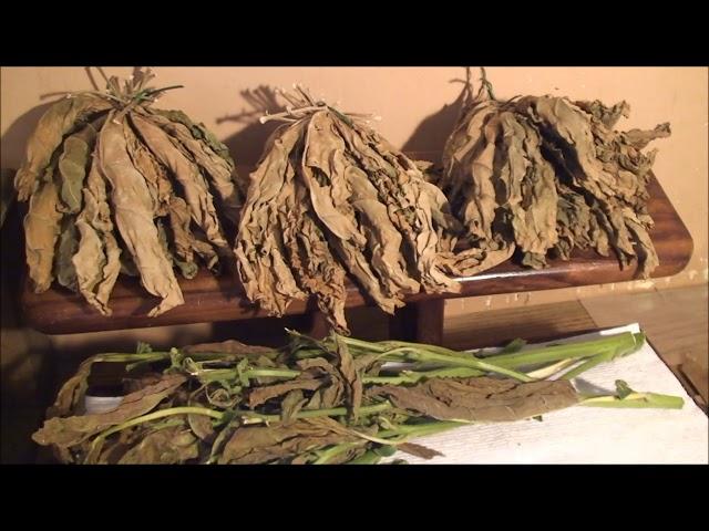 RUSTICA TOBACCO: My Story, from Seed to Harvest... (and some tips on drying/curing)