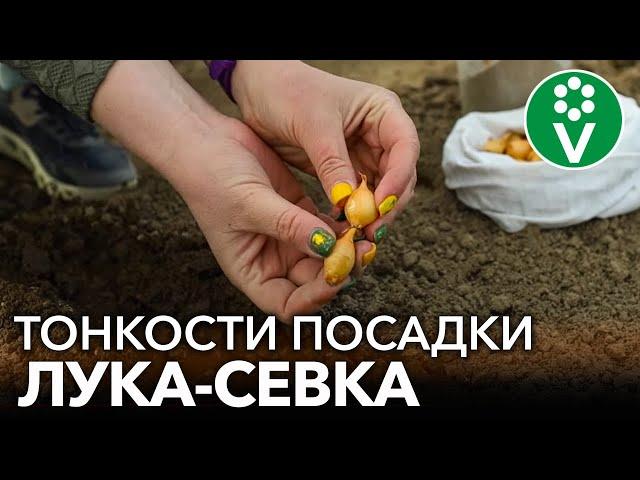 СДЕЛАЙТЕ ТАК ПРИ ПОСАДКЕ ЛУКА-СЕВКА ВЕСНОЙ для отличного урожая без болезней и вредителей!