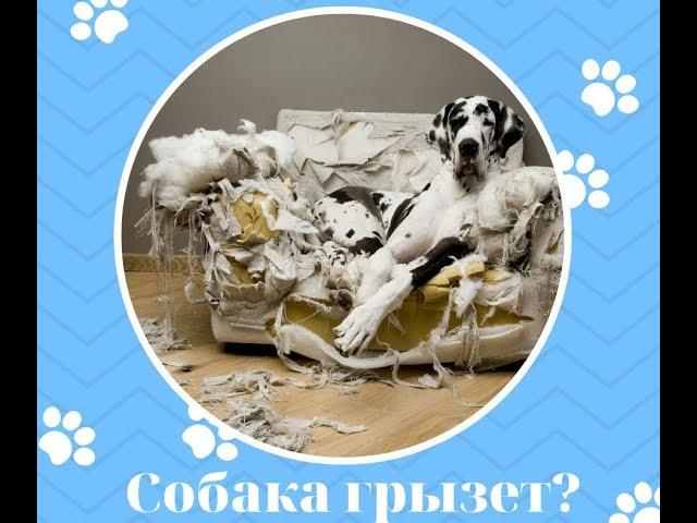 Как отучить собаку грызть вещи: 2 проверенных способа