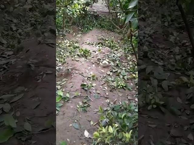 СОВУК УРГАН ЛИМОН КУЧАТИГА КАЙТА ИШЛОВ БЕРИШ