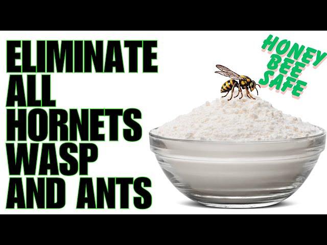 Safest Way To Kill Wasp Hornets And Yellow Jackets In Your Whole Neighborhood