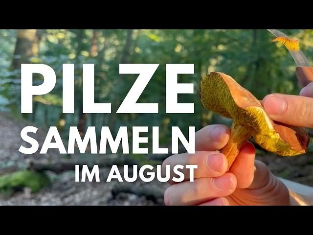 Pilze sammeln im August 2024 - Pfifferlinge, Perlpilze, Täublinge und endlich Röhrlinge...