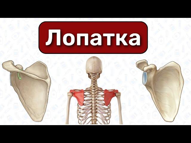 Анатомия лопатки: строение, лопатка 3D / Остеология