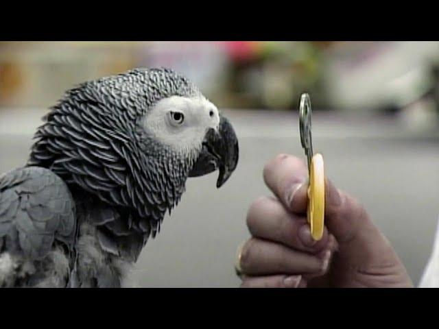 Alex the Genius Parrot