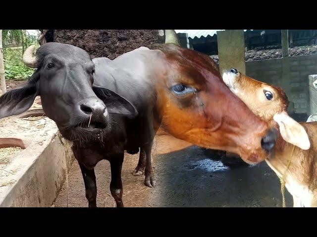 Village animal video | animal video #baffalo #cow #sound #animals #village #cute