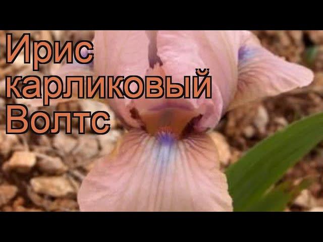 Ирис карликовый Волтс (iris pumila volts)  ирис Волтс обзор: как сажать саженцы ириса Волтс