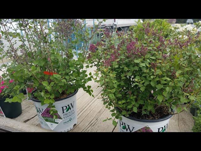 Comparison of Reblooming Lilacs // Bloomerang® Dark Purple vs Dwarf Purple (Syringa) Proven Winners®