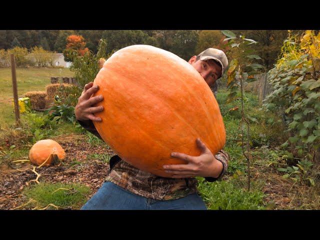 Atlantic Giant Pumpkins | Organic Methods Weigh In