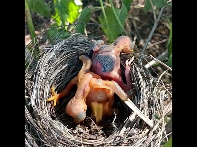 Review birds nest life with nature, Review mother birds brings food to her babies in the nest P82