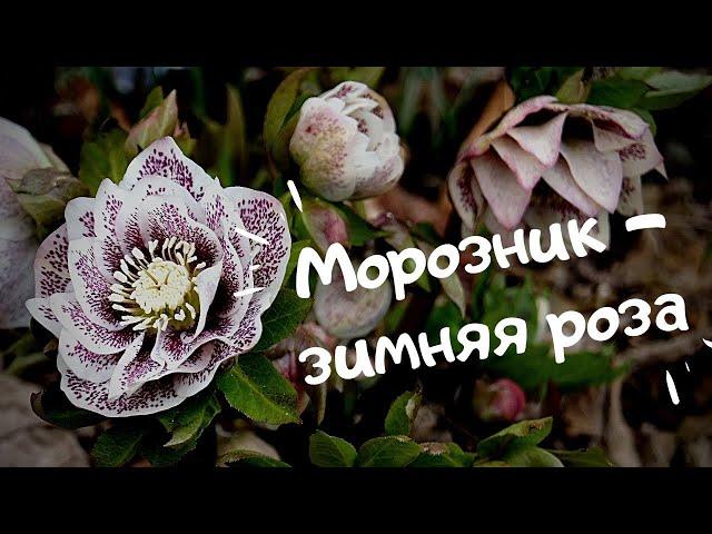 Морозник - зимняя роза