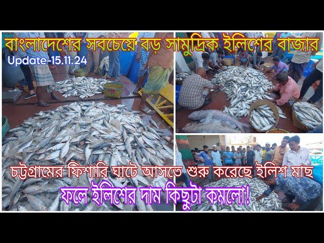 ইলিশের দাম কমলো!বাংলাদেশের সবচেয়ে বড় সামুদ্রিক ইলিশের বাজারে আসতে শুরু করেছে  ইলিশ।Hilsa Fish