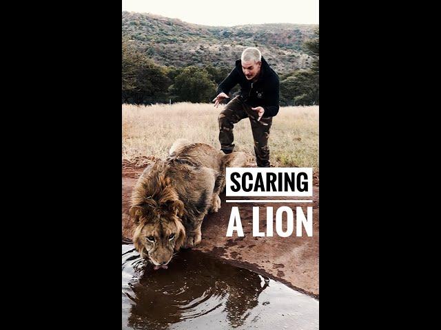 Scaring a Lion  #shorts