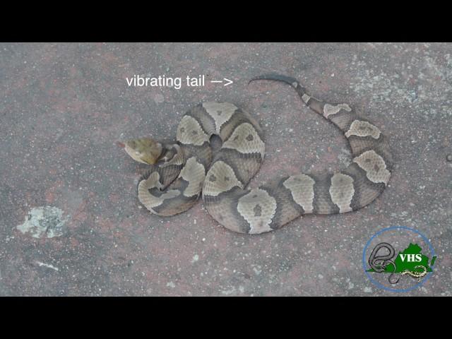 Venomous Northern Copperhead