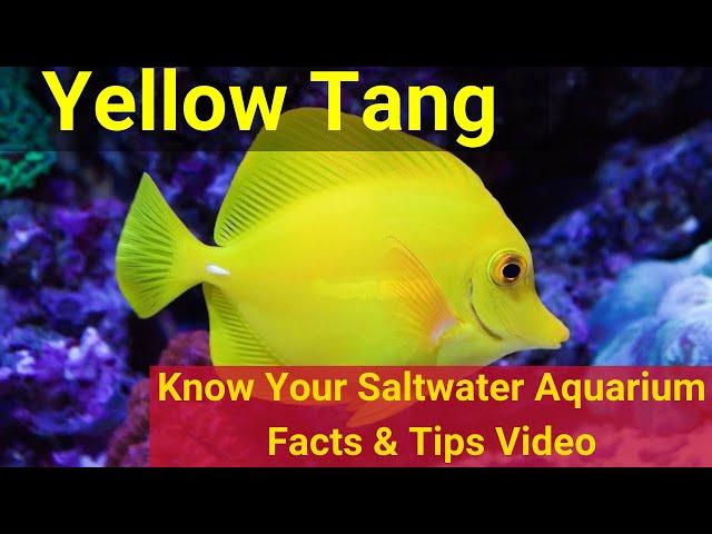 Yellow Tang (Zebrasoma flavescens). Know Your Saltwater Aquarium: Facts & Tips