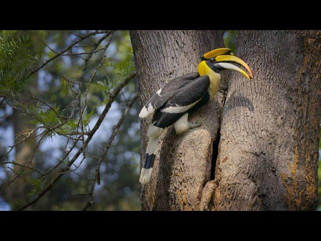 Why Trust is at the Heart of a Hornbill Couple’s Relationship