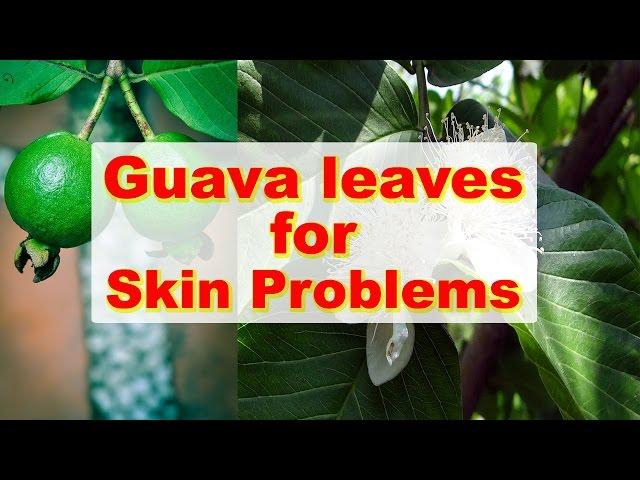 Guava Leaves for Dark Spots, Skin Allergies, Wrinkles and Acne