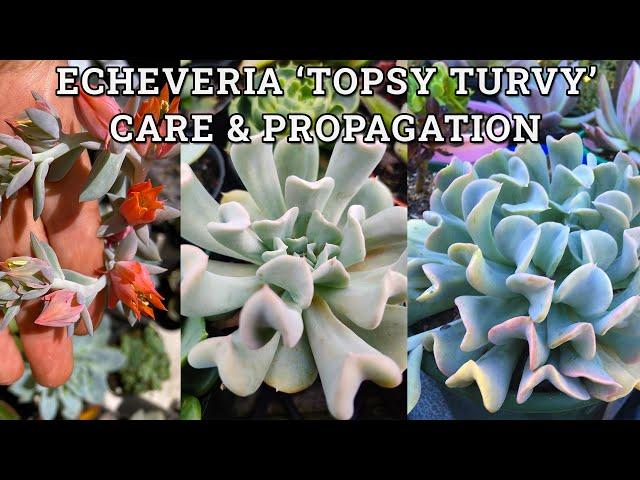 Echeveria runyonii 'Topsy Turvy' Care & Propagation