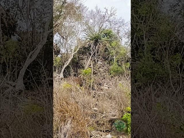 Arquitectura maya. Estructura Triádica de Nuevo Canaán, Quintana Roo, México