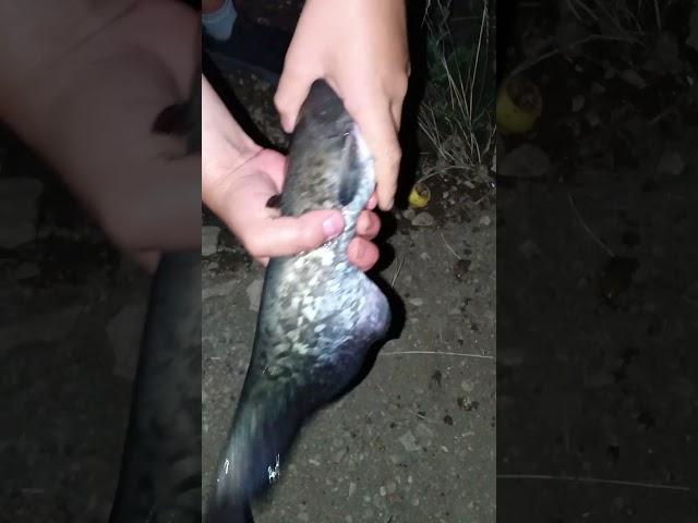 Самый первый в жизни сом на реке Егорлык!️ #2024 #fishing #ставрополь #сомик