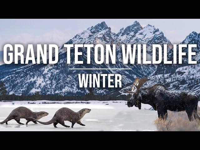 Wildlife in Grand Teton: Moose, Otters, Taggart Lake, & Hoback! Winter & Jackson Hole, Wyoming [4K]