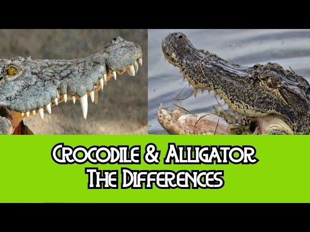 Alligator & Crocodile - The Differences