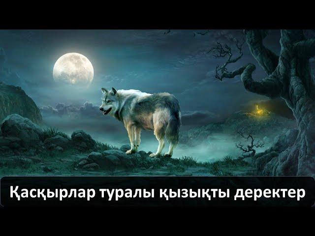 Қасқырлар туралы қызықты деректер