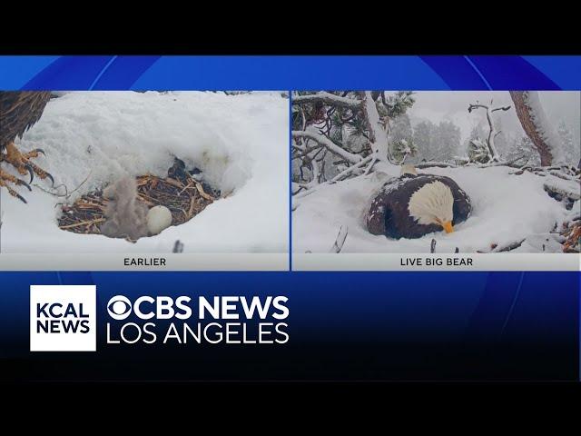 Big Bear eagles Jackie and Shawdow's third egg pips