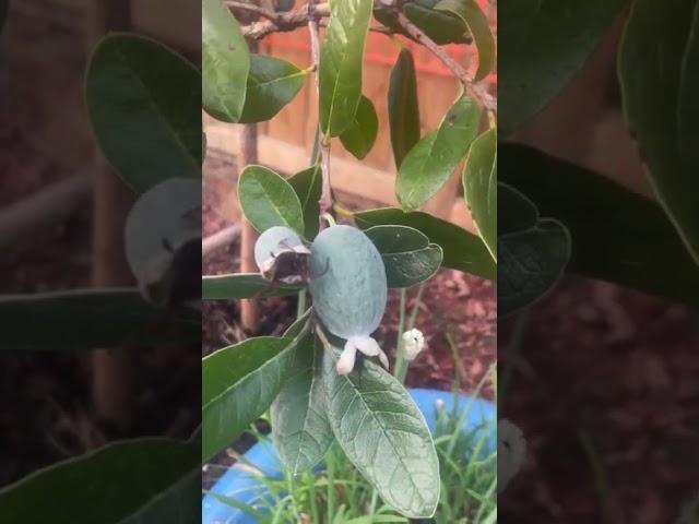 Feijoa菲济果，又名凤梨番石榴和菠萝番石榴，主产地新西兰，富含维生素C