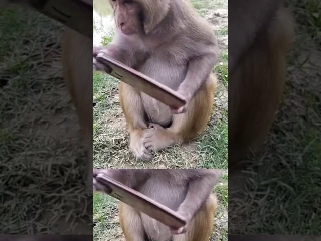 Bandar Hua confuse#cat from#shorts#viralvideo#