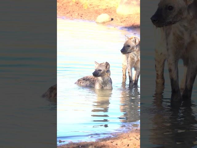 Hyenas swimming on Safari - Summer is here and animals will be looking for ways to cool down.