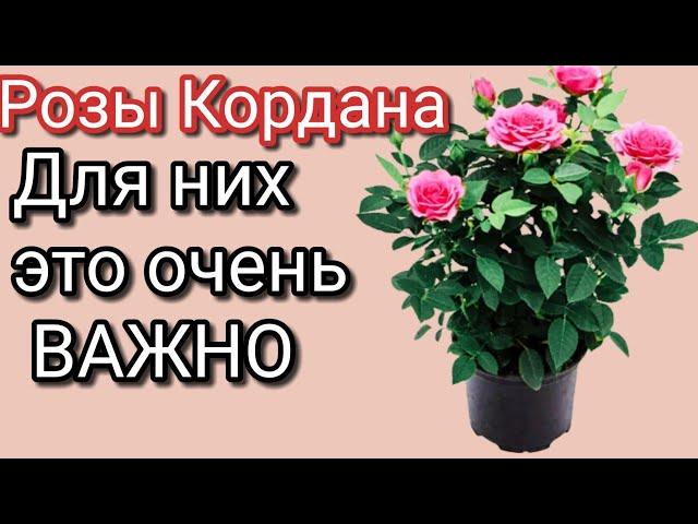 Пересадка РОЗЫ КОРДАНА после покупки|Что в горшке?