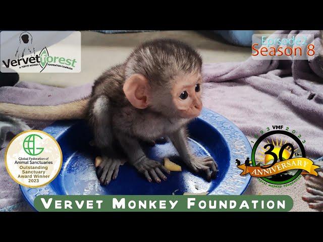 Baby monkeys getting ready for their next adventure