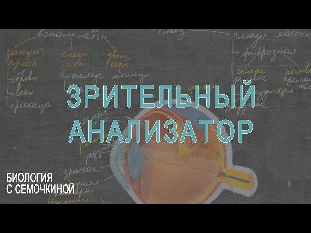 Зрительный анализатор