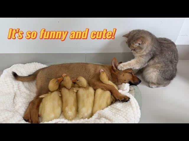 It rained heavily, and the puppy took the duckling to occupy the cat's bed! The cat is very angry!