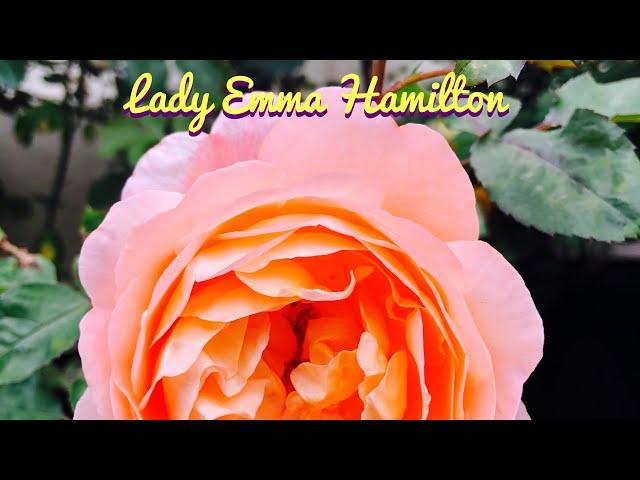 David Austin Lady Emma Hamilton | English Shrub Rose