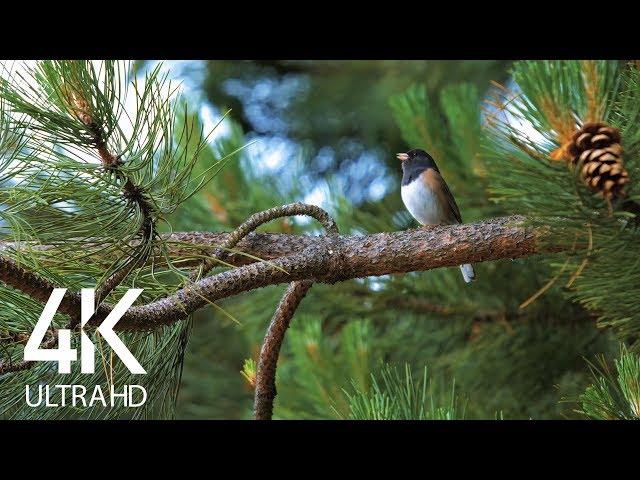 Bird Songs - 8 HOURS of Birds Singing in the Forest - Nature Relaxation Video in 4K Ultra HD