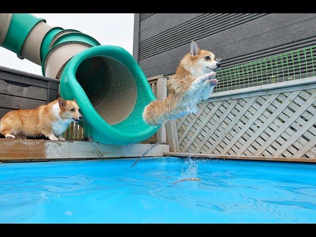 12 Corgis Swimming In the Pool