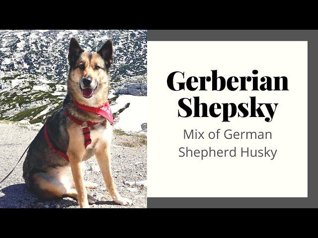 Gerberian Shepsky - The Great Mix of German Shepherd Husky