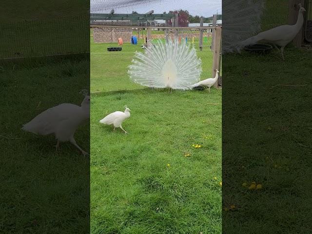 Albino Peacock  Peacocking Tweet your thoughts and comments @BulgarianAlien