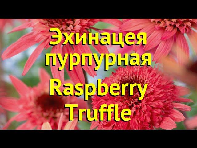 Эхинацея пурпурная Распберри Труффле. Краткий обзор, описание echinacea purpurea Raspberry Truffle