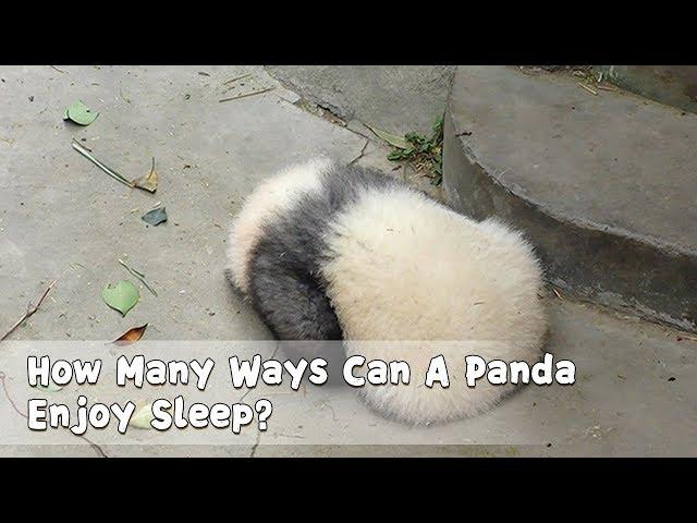 How Many Ways Can A Panda Enjoy Sleep? | iPanda