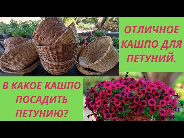 Ампельная петуния.В какое кашпо лучше посадить? Какой обьем кашпо нужен петунии.Мои новые кашпо.